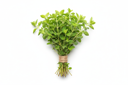 bunch of oregano sprigs tied with twine laying on a white background with no shadows