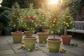 Donate a Fruit tree